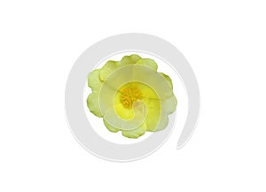 Yellow portulaca flowerÃ¢â¬â¹ isolated on whited background.Ã¢â¬â¹